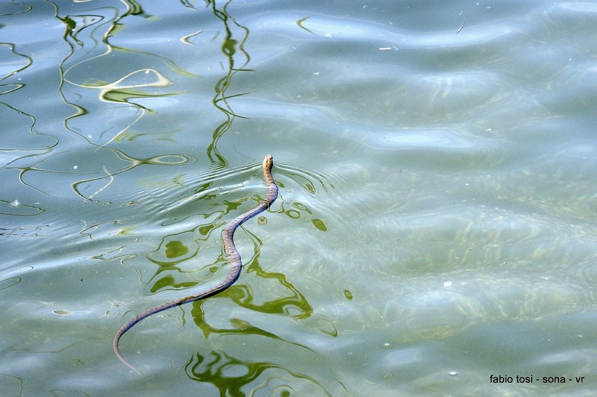 Natrix tessellata: famiglia allargata o famiglia stipata?